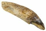 Cretaceous Fossil Mammal Rooted Tooth - Montana #341225-1